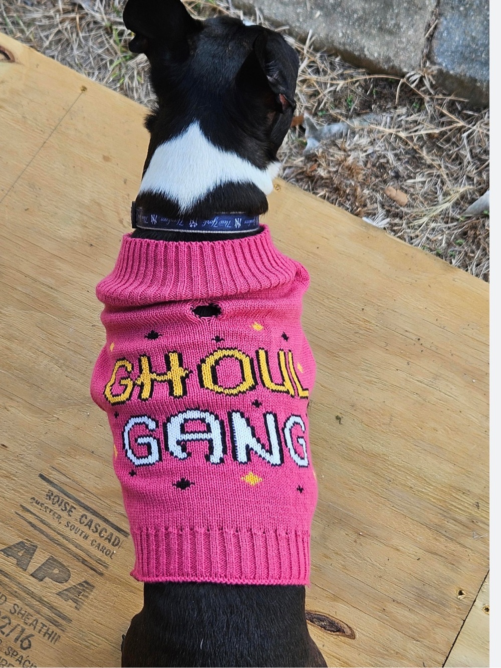 NWT Ghoul Gang Pink Dog Sweater, Size Medium
